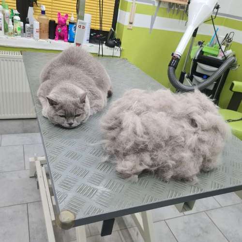 Hundeauslaufgebiet-Fell-issimo Hunde- & Katzensalon-Bild