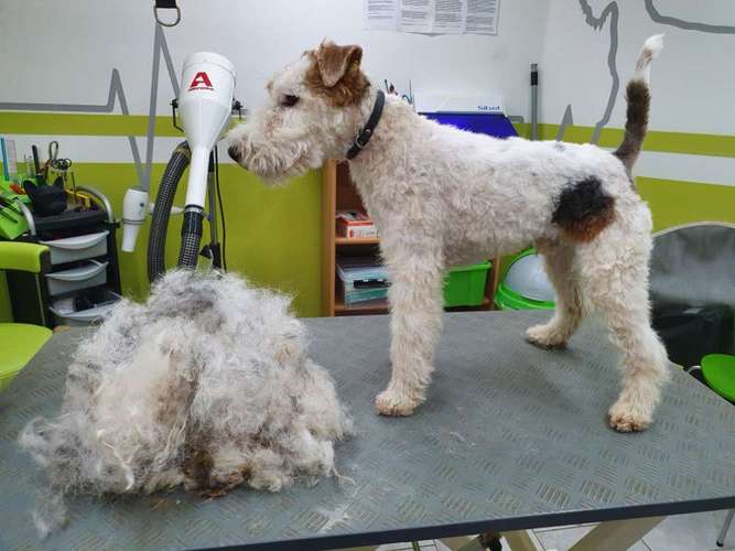 Hundeauslaufgebiet-Fell-issimo Hunde- & Katzensalon-Bild