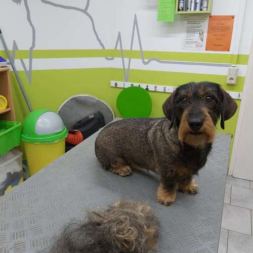 Hundeauslaufgebiet-Fell-issimo Hunde- & Katzensalon-Bild