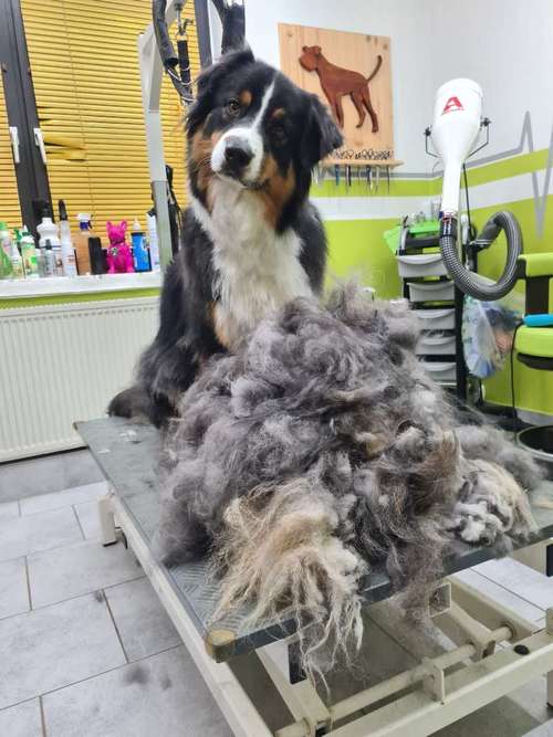 Hundeauslaufgebiet-Fell-issimo Hunde- & Katzensalon-Bild