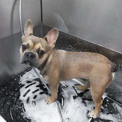 Hundeauslaufgebiet-Fell-issimo Hunde- & Katzensalon-Bild