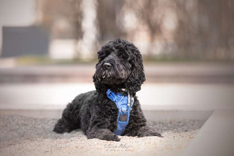 Hundeauslaufgebiet-Hundefotografin München-Bild