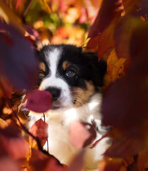 Hundeauslaufgebiet-Hundefotografin München-Bild