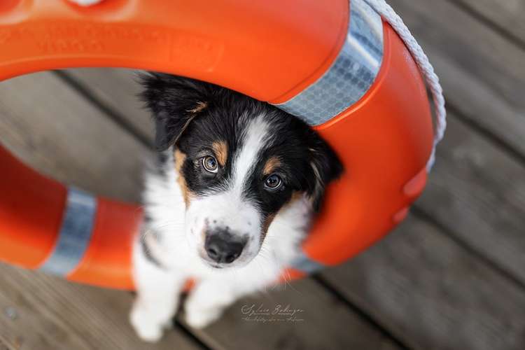 Hundeauslaufgebiet-Hundefotografin München-Bild