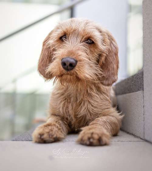 Hundeauslaufgebiet-Hundefotografin München-Bild