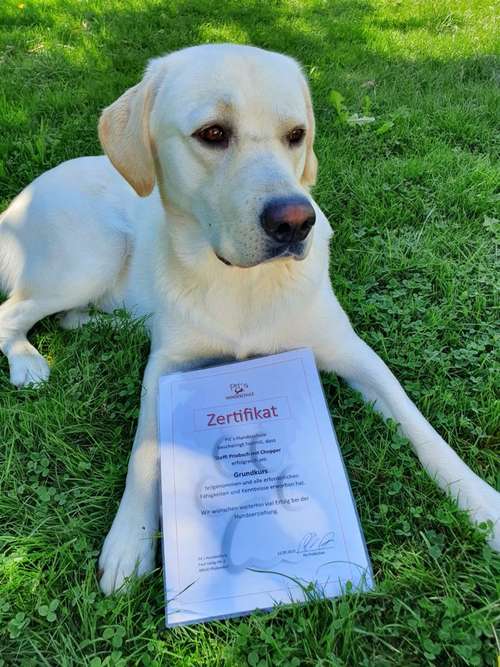 Hundeauslaufgebiet-Pits-Hundeschule -Bild