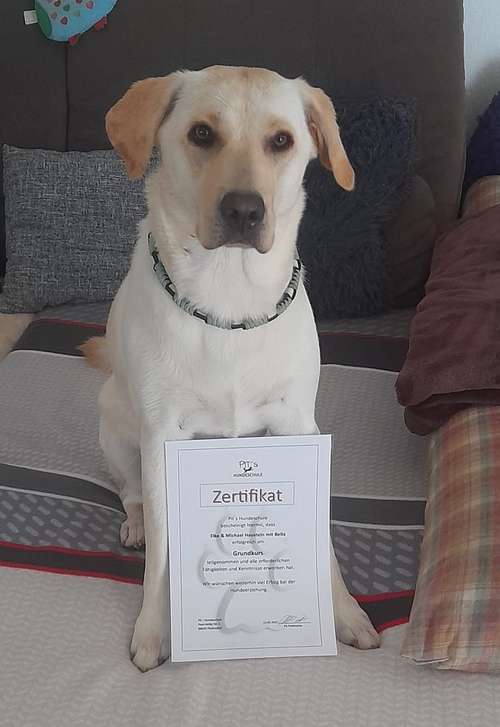 Hundeauslaufgebiet-Pits-Hundeschule -Bild