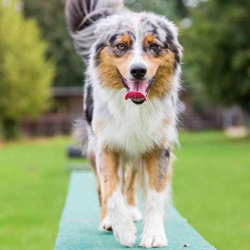 Hundeauslaufgebiet-Pits-Hundeschule -Bild