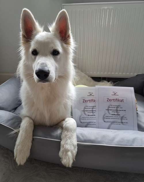 Hundeauslaufgebiet-Pits-Hundeschule -Bild