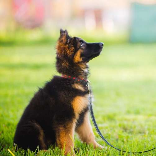 Hundeauslaufgebiet-Pits-Hundeschule -Bild