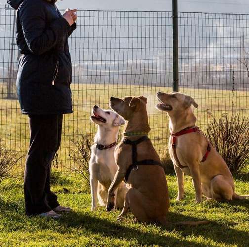Hundeauslaufgebiet-Pits-Hundeschule -Bild