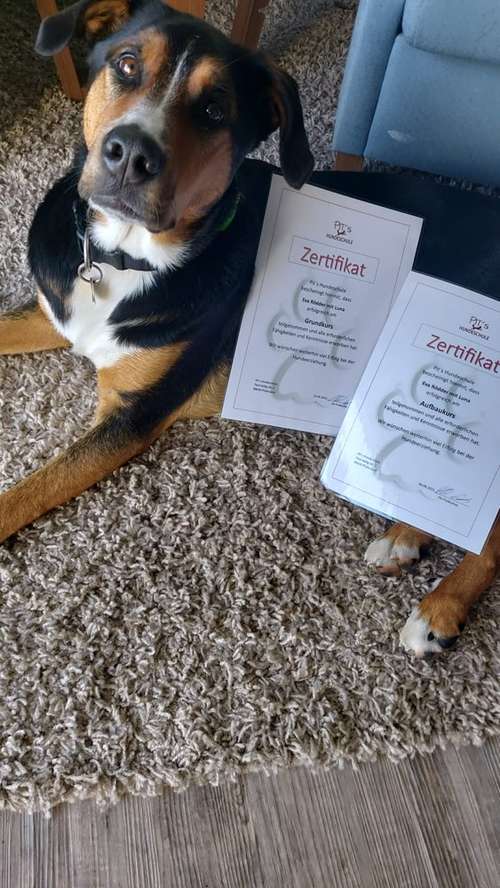 Hundeauslaufgebiet-Pits-Hundeschule -Bild