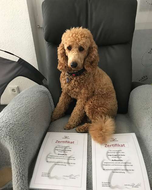 Hundeauslaufgebiet-Pits-Hundeschule -Bild