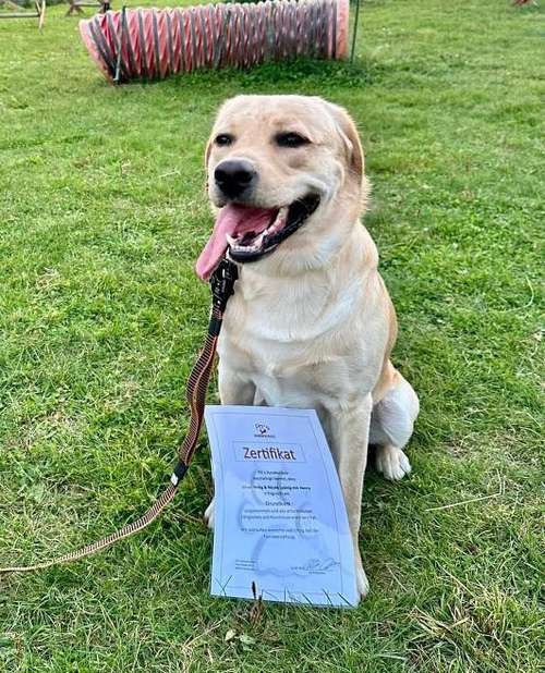 Hundeauslaufgebiet-Pits-Hundeschule -Bild