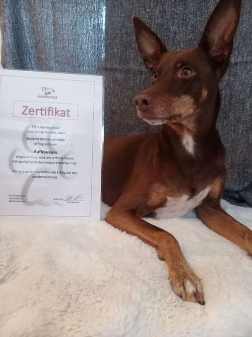 Hundeauslaufgebiet-Pits-Hundeschule -Bild