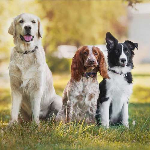 Hundeauslaufgebiet-Pits-Hundeschule -Bild