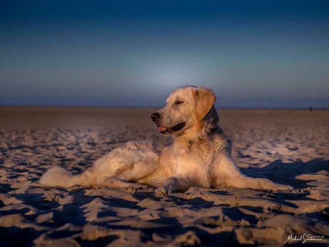 Hundeauslaufgebiet-Sondermann Photography-Bild