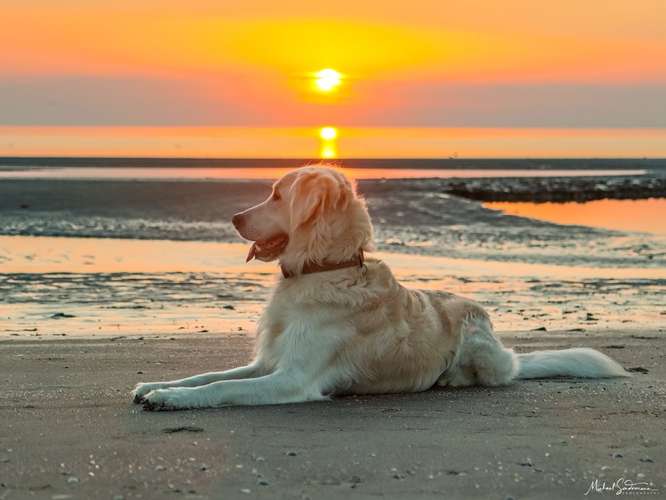 Hundeauslaufgebiet-Sondermann Photography-Bild