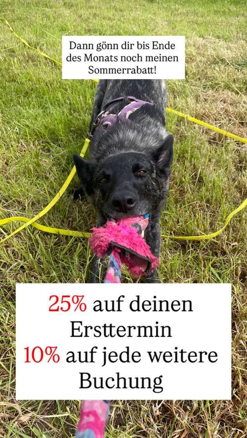Hundeauslaufgebiet-Hundetraining mit Lara-Bild