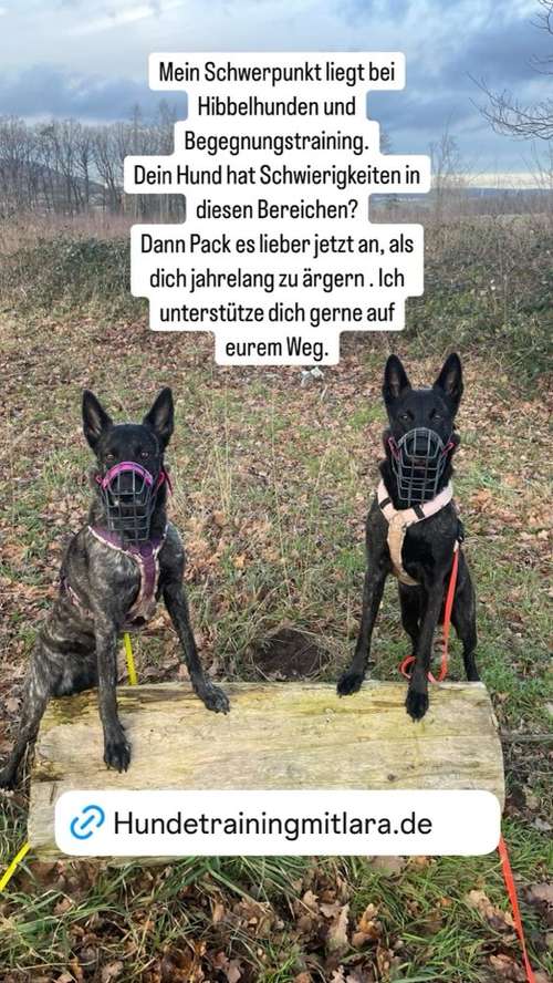 Hundeauslaufgebiet-Hundetraining mit Lara-Bild