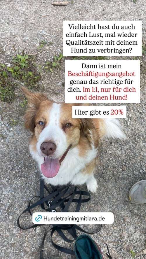 Hundeauslaufgebiet-Hundetraining mit Lara-Bild