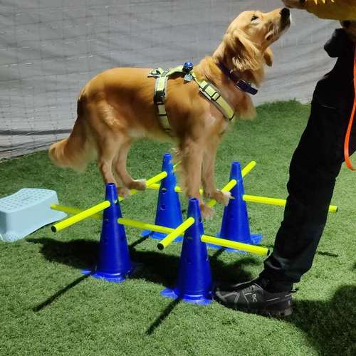 Hundeauslaufgebiet-Hundeschule • Team four two-Bild