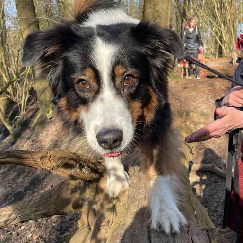 Hundeauslaufgebiet-Hundeschule • Team four two-Bild