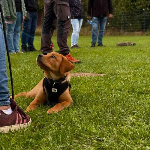 Hundeauslaufgebiet-Hundeschule • Team four two-Bild