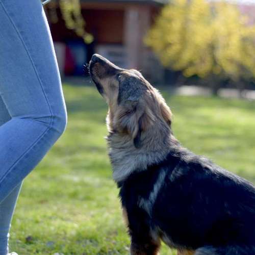 Hundeauslaufgebiet-Hundeschule • Team four two-Bild