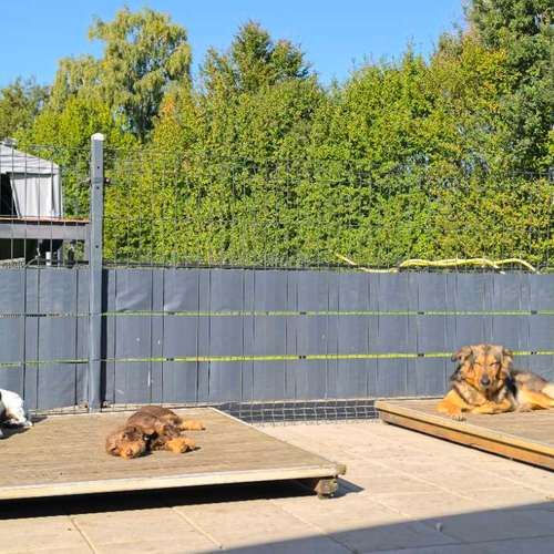 Hundeauslaufgebiet-Hundeschule • Team four two-Bild