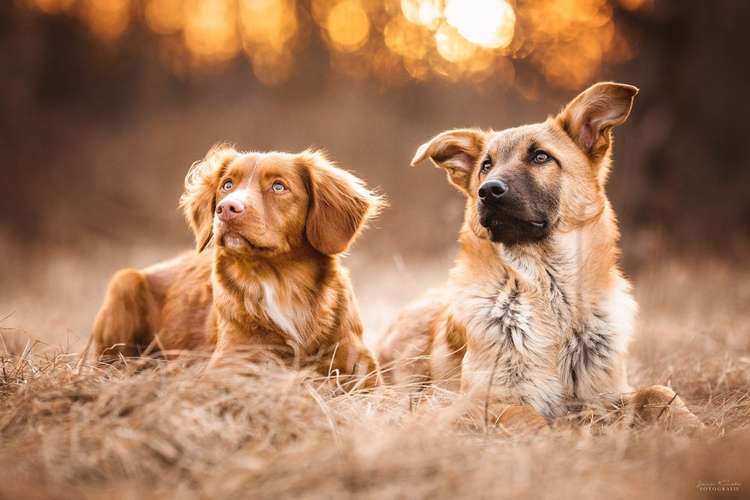 Hundeauslaufgebiet-sprich_hündisch-Bild