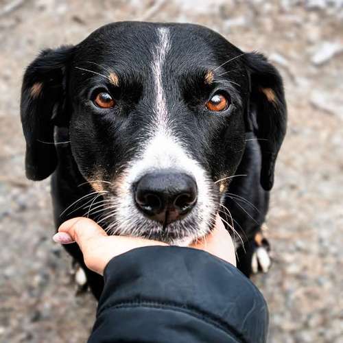 Hundeauslaufgebiet-Brown Eyes Fotografie-Bild