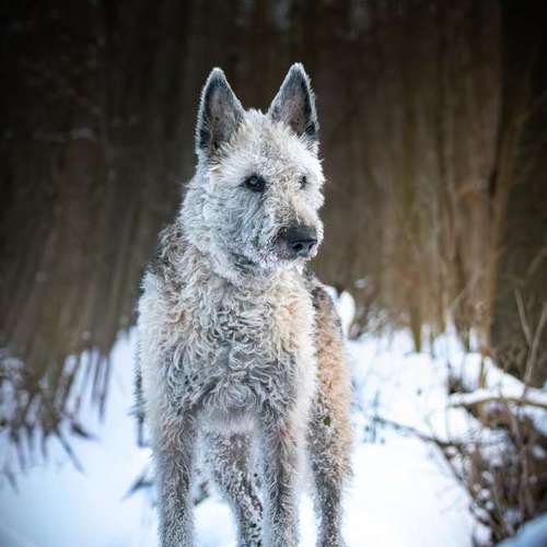 Hundeauslaufgebiet-Brown Eyes Fotografie-Bild
