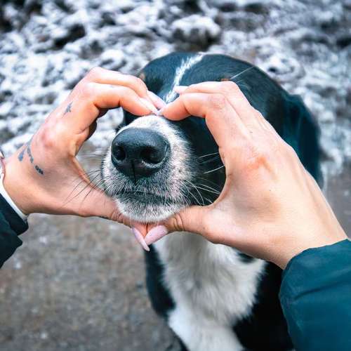 Hundeauslaufgebiet-Brown Eyes Fotografie-Bild
