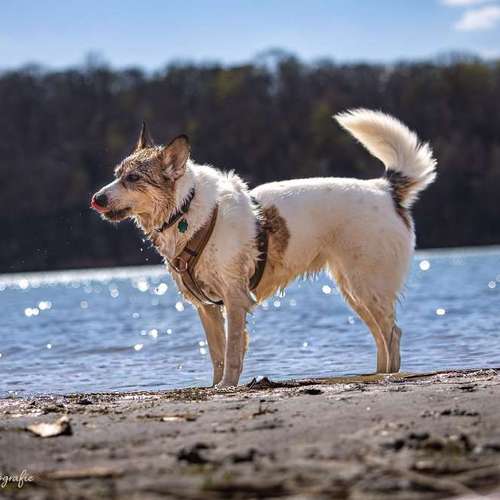 Hundeauslaufgebiet-Brown Eyes Fotografie-Bild