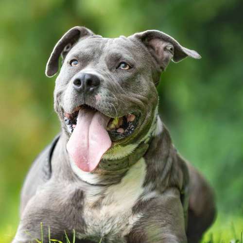 Hundeauslaufgebiet-Brown Eyes Fotografie-Bild