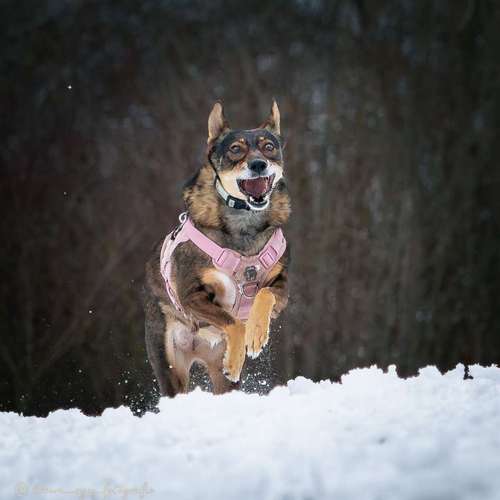 Hundeauslaufgebiet-Brown Eyes Fotografie-Bild