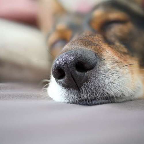Hundeauslaufgebiet-Brown Eyes Fotografie-Bild