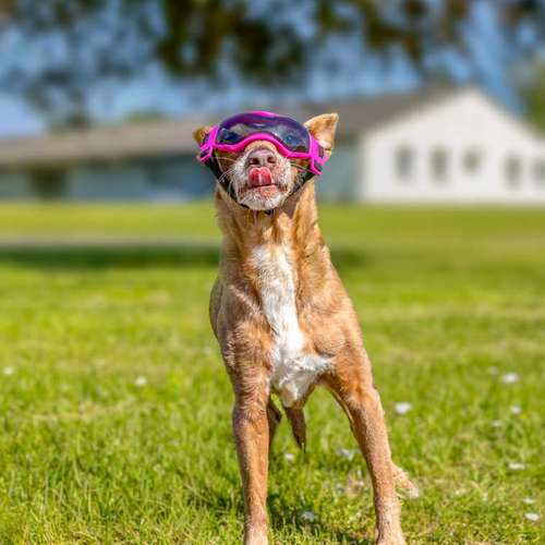 Hundeauslaufgebiet-Brown Eyes Fotografie-Bild