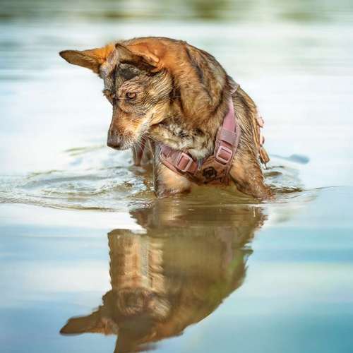 Hundeauslaufgebiet-Brown Eyes Fotografie-Bild