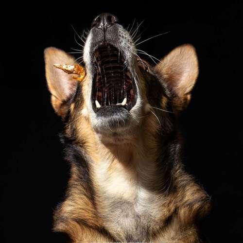 Hundeauslaufgebiet-Brown Eyes Fotografie-Bild