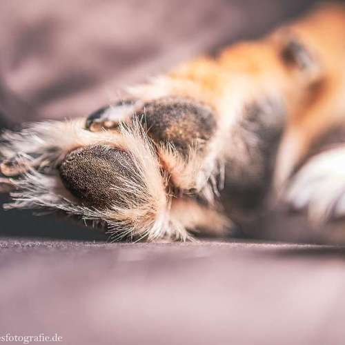Hundeauslaufgebiet-Brown Eyes Fotografie-Bild