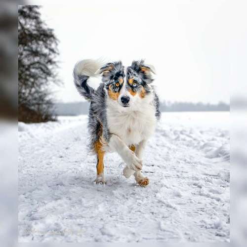 Hundeauslaufgebiet-Brown Eyes Fotografie-Bild