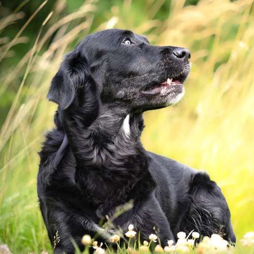 Hundeauslaufgebiet-Brown Eyes Fotografie-Bild