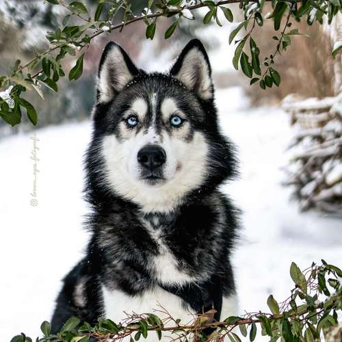 Hundeauslaufgebiet-Brown Eyes Fotografie-Bild