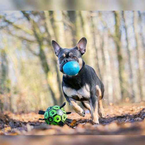 Hundeauslaufgebiet-Brown Eyes Fotografie-Bild