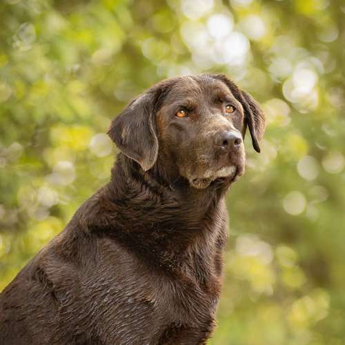 Hundeauslaufgebiet-Brown Eyes Fotografie-Bild