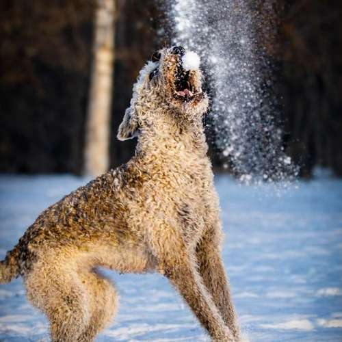 Hundeauslaufgebiet-Brown Eyes Fotografie-Bild