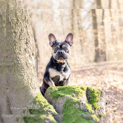 Hundeauslaufgebiet-Brown Eyes Fotografie-Bild
