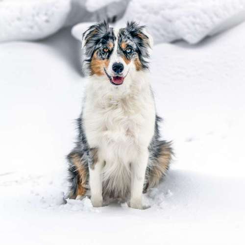 Hundeauslaufgebiet-Brown Eyes Fotografie-Bild